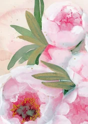 Aquarell-Pfingstrosenblüten