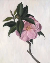 Kamelie, 1998