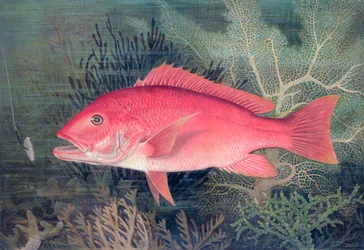 Roter Schnapper, 1878