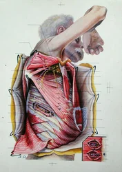Dissektion der rechten lateralen Seite des Thorax, aus einem Buch über Anatomie