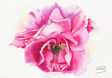 Blühende rosa Rose
