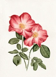 Botanische rosa Rosen