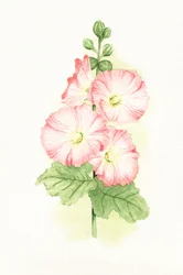 Rosa Stockrosen Aquarell