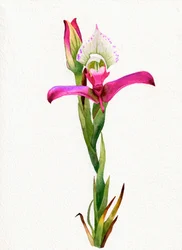Rosa Orchideenblüte