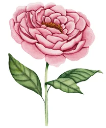 Rosa Pfingstrosenblüte