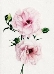 Rosa Aquarellblüten