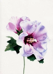 Lila Hibiskusblüten