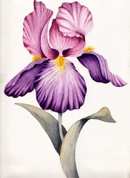 Lebhafte Violette Iris