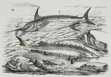 1 Schwertfisch (Xiphias gladius), 2 Stör (Acipenser sturio), Lithographie von Salvatore Puglia aus Poliorama Pittoresco, Nr. 10, 16. Oktober