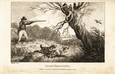 Jäger mit Muskete und Spaniels jagt Schnepfen in der Nähe eines Flusses