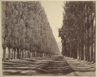 Eine Straße gesäumt mit Pappeln, Kaschmir