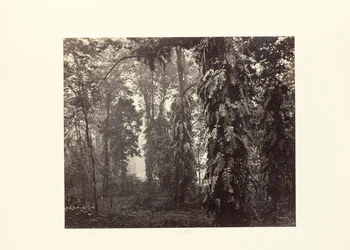 Darjeeling; Kletterpflanzen im Wald unterhalb von Ging