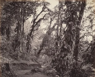 Darjeeling, Waldszene mit Kletterpflanzen, mit der Tukvar Straße