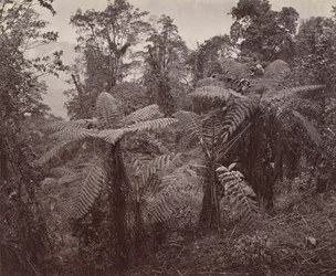 Darjeeling, Gruppe von Baumfarnen in Lebong
