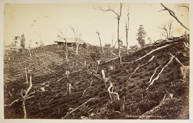 Selim Teeplantage, Darjeeling, aus 
