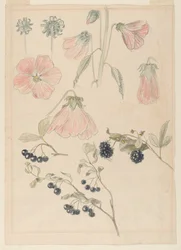 Botanische Detailstudien: Stockrosen, Blaubeeren und Brombeeren