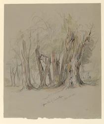 Zypressen von Chapultepec, Mexiko