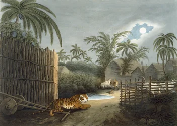 Ein Tiger schleicht durch ein Dorf (Rinder in Angst), aus „Oriental Field Sports“ von Thomas Williamson, 1808