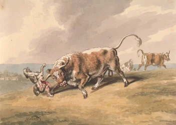 Ein Stier greift einen Hund an
