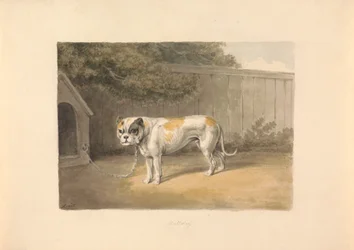 Ein Bulldogge