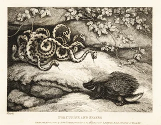Die scharfen Stacheln eines Stachelschweins vertreiben ein Nest von Schlangen aus einer Höhle. 1811