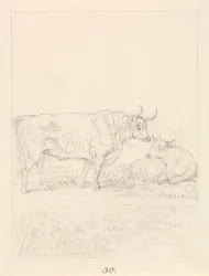 Stier und Kuh
