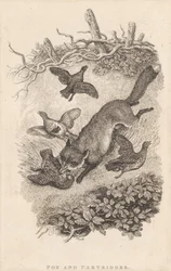 Fuchs und Rebhühner