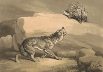 Fuchs und der Igel (Stachelschwein)