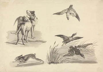 Blatt mit Studien von Hunden, Hase, Falke und Enten