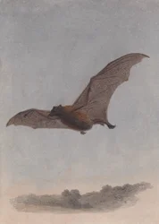 Studie einer Vampirfledermaus