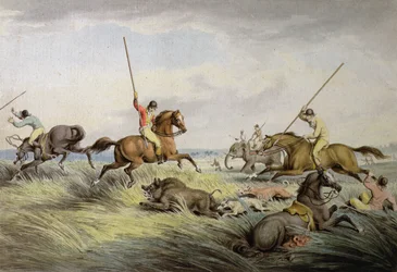 Die Schweinejagd - Der Fang, aus 