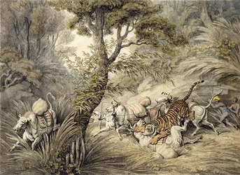 Tiger greift einen Viehzug an