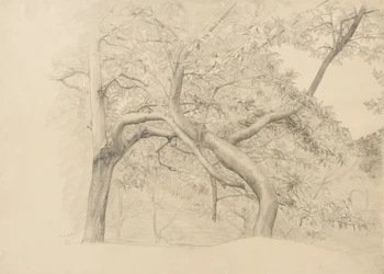 Dickicht von Bäumen im Laub, 1884