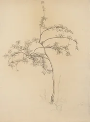 Blühender Baum, 1884