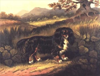 King Charles Spaniel 