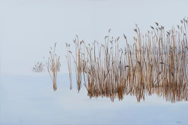 Winterrohrkolben, 2016