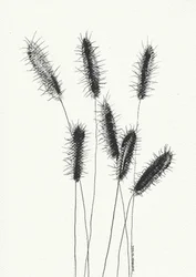 Zartes Gras mit Ähren