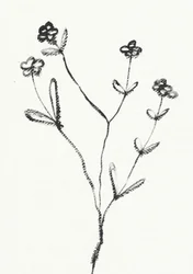 Minimalistische botanische Zeichnung