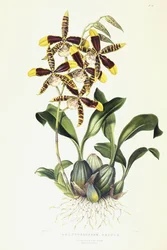 Odontoglossom Grande, ca. 1837-1843