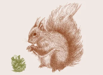 Eichhörnchen, 2017