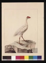 Seite 16. Weiße Fulica. Jetzt bekannt als Weißes Teichhuhn (ausgestorben), ca. 1789-90