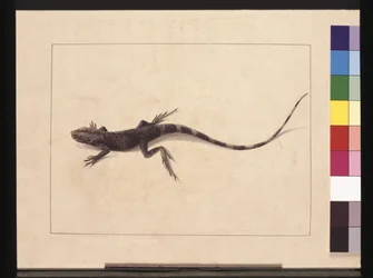 Seite 31. Muricierte Eidechse. Jetzt bekannt als Baumdrache, ca. 1789-90
