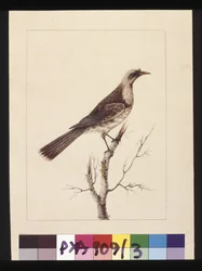 Seite 3. Knopf, Fronted Bee Eater: Signiert l.c. Sarah Smith. Jetzt bekannt als Friar Bird, um 1789-90