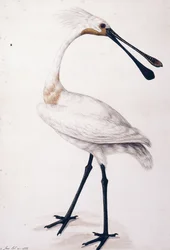 Löffler, 1777