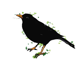 Amsel