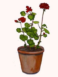 Geranien in einem Blumentopf, 2019