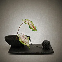 Caladium und schwarzes Garn