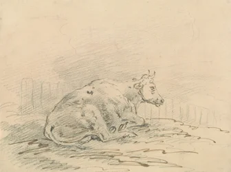 Kuh liegt neben einem Zaun