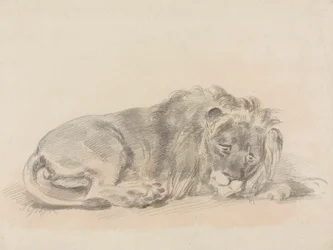 Löwe, der liegt