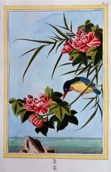 Vogel auf einem Ast (Vogel fliegt?) Gouache des 18. Jahrhunderts Dijon, Stadtbibliothek
